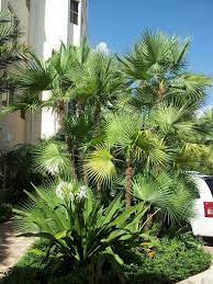paurotis palms a good choice for abacoa yards tropical landscaping tropical garden florida gardening