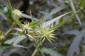 アザミに似た葉の植物に実 のようなものが付いてました 植物q A エバーグリーン