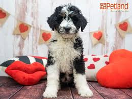 What you need to know when to buy a puppy from us. Petland Florida Has Aussiedoodle Puppies For Sale Check Out All Our Available Puppies Aussiedoodle Puppy Doglover Puppy Friends Aussiedoodle Dog Lovers