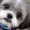 This haircut matches your dog's personality splendidly. 3