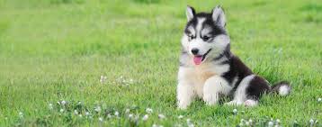 We did not find results for: How To Train A Husky Puppy To Come Wag