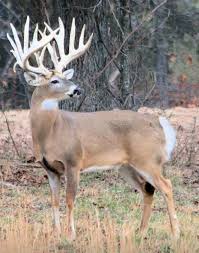 386 likes · 3 talking about this · 4 were here. Huge Racked Buck Whitetail Hunting Whitetail Bucks Whitetail Deer Pictures
