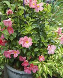 Pin On Gardening