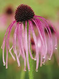 Maybe you would like to learn more about one of these? Coneflowers The Best Of The Best Finegardening