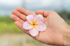 The plumeria flowering tree, also known as the scent of hawaii, is like no other plant. Woman Hand Showing Fresh Natural Hawaiian Plumeria Flower Hawaii Stock Photo Picture And Royalty Free Image Image 65499466