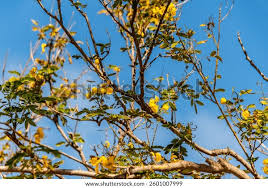 Image result for Samanea leptophylla