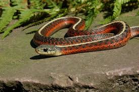 Image result for Monotes elegans