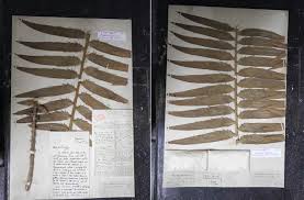 Image result for Burttdavya