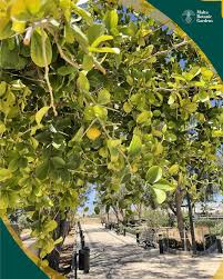 Image result for Dovyalis afra