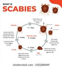 Image result for Sarcoptes scabiei life cycle