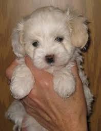 Tan White Maltipoo Sophie Manistee Cutest Puppy Ever Dog Pet Beds Designer Dogs Breeds