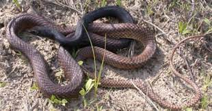 Eastern Coachwhip Http Srelherp Uga Edu Snakes Pics Masfla1 Jpg Snake Reptiles And Amphibians Mammals