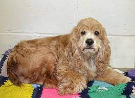 Areas indianapolis animal care services serves. Indiana Pa Cocker Spaniel Meet Spider A Pet For Adoption