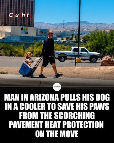 Here is the adapted story based on the details provided in your text and  the image 28900.png: A Cool Ride for a Hot Dog: Las Vegas Man Protects  Bulldog's Paws in Extreme