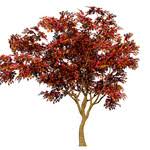 Image result for Combretum kraussii