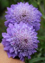 Pin On Garden Plants Greenhouses Conservatories Botanical Gardens Botanical Parks And Preserves