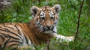 Meet the tigers get up close and feed one of the world's most renowned big cats, the amur tiger, with a special meet the tigers experience. Zsl Whipsnade Zoo On Twitter 95 Of The World S Wild Tiger Population Has Been Lost Over The Past Century Our Amur Tiger Cubs Are A Great Success For The European Endangered Species