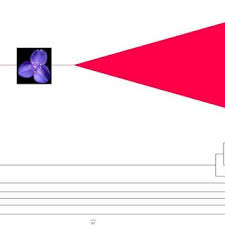 Image result for Anthericopsis sepalosa