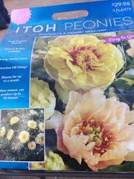 I have two peony bushes i purchased from a nursery and five bushes that were divided and replanted from mature peony bushes. Peonies At Home Depot