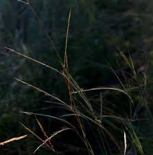 Image result for Andropogon schirensis