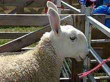 Kerry hill sheep have a distinctive and unique coloration, with a white face bearing black markings around the mouth, ears, and eyes. Border Leicester Wikipedia