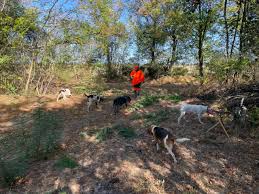 Montech : Ouverture de la chasse en forêt d'Agre Samedi 19 Septembre 2026 - Tarn et Garonne - Montech - Le Petit Journal