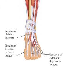 This diagram of the foot will prove beneficial in understanding the bones of the foot better. Can You Run With Extensor Tendonitis Is It Ok To Run Answered