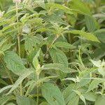 Image result for Cyathula orthacantha