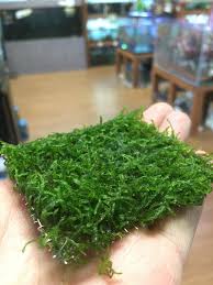Flame Moss Pad Live Aquarium Plants Water Low Light Aquascape Moss Mat Live Aquarium Plants Planted Aquarium Water Plants