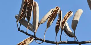 Image result for Acacia hebeclada