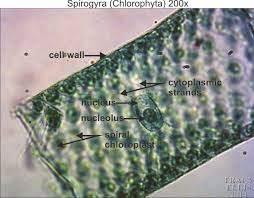 Spirogyra were observed and identified under a microscope, then sterilized using sodium hypochlorite (1.25%) for 10 seconds. Spirogyra Chlorophyta 200x Dissection Connection