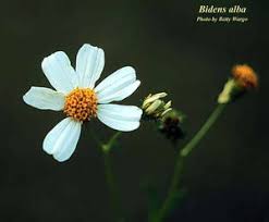 Image result for Bidens sp.no.1