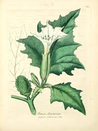 Image result for Datura stramonium