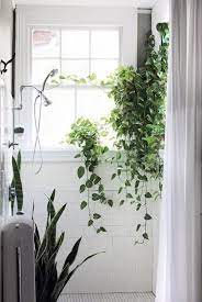 The 10 Best Houseplants For Your Bathroom According To Plant Experts Shower Plant Plants Bathroom Plants