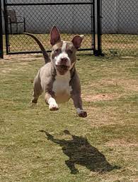 Lifeline pet rescue is a group of volunteers who have years of experience. Finally Some Good News Atlantans Are Adopting So Many Pets That One Rescue Group Can Hardly Keep Up Atlanta Magazine