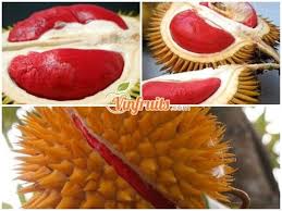 Măng cụt vốn là loại trái cây nhiệt đới thơm ngon, được nhiều người mệnh danh là nữ hoàng trái cây. Kham Pha Sukang Sáº§u Rieng Ruá»™t Ä'á» Malaysia 2020 Vinfruits