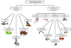 11 Scientific Flow Chart Of Vertebrates