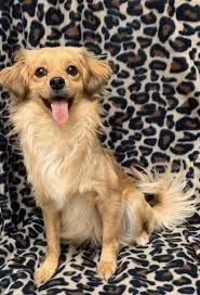 Homeward bound rescue, monticello, minnesota. Adopt Paddy On Petfinder Dogs And Kids Dog Adoption Pets
