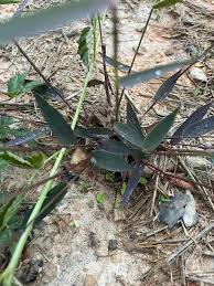 Image result for Acalypha caperonioides