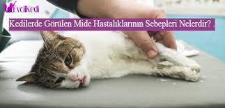 kedilerde gorulen mide hastaliklarinin sebepleri nelerdir kedi veterinerler