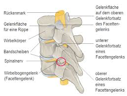 Bei einem bandscheibenvorfall (bandscheibenprolaps, diskusprolaps) tritt ein teil der elastischen bandscheibe, die sich als mechanischer puffer zwischen den knochen der wirbelsäule befindet. Bandscheibenvorfall 6 Fakten Die Du Wissen Musst Jammer Nicht Lebe