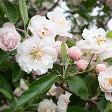 Its white flowers open before its own leaves have appeared at a time when most other trees are just starting to bud. Best Fragrant Trees For Your Landscaping
