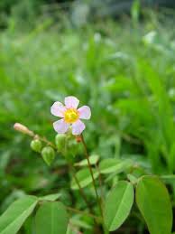 Image result for Oxalis barrelieri
