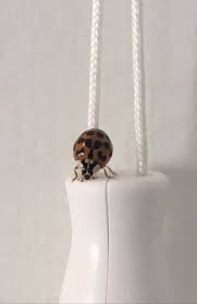481 e whittier blvd ste a la habra ca 90631. Lady Bug Pest Services Will Alleviate All Your Worries And Concerns So Just Give Us A Call Nj New Jersey