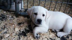 The beagle lab mix is a cross between a beagle and a labrador retriever. Akc English White Light Yellow Lab Puppy For Sale In Dunn North Carolina Classified Americanlisted Com