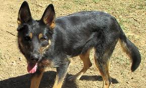As such, all of the animals are fostered in private homes. Looking To Adopt A Pet Here Are 7 Delightful Doggies To Adopt Now In