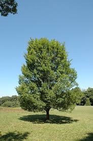 Image result for Ulmus parvifolia