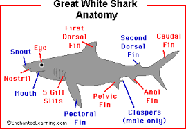 Great White Shark Enchanted Learning Software
