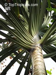 Image result for Pandanus utilis