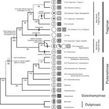 Image result for Tragia grandistipularis